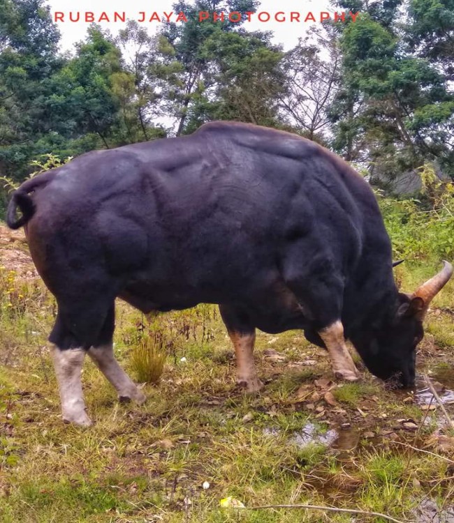 7gholidaysbala, cab and taxi service