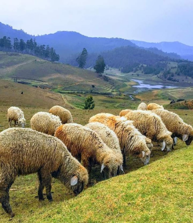 7gholidaysbala, cab and taxi service