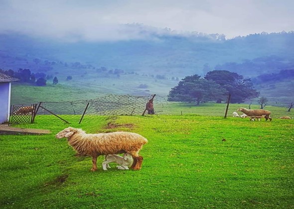 7gholidaysbala, Kodaikanal-tours-and-travels