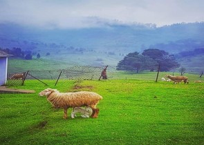7gholidaysbala, kodaikanal places