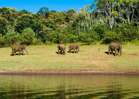  2N Munnar - 1N Thekkady Package